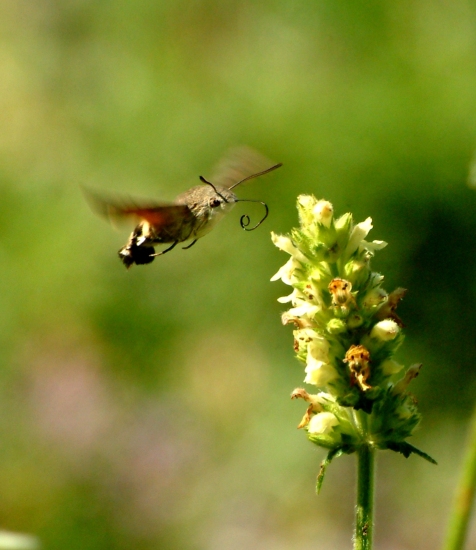 Galleria di insetti in volo